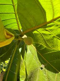 Image result for Maranthes goetzeniana