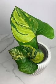 Image result for Cyanastrum