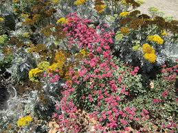 Image result for Eriospermum roseum