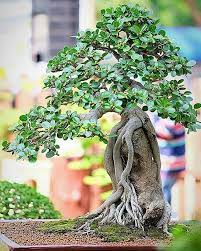 Kiriman Instagram Oleh Tiny Bonsai 17 Mei 2018 Jam 9 20 Utc Pohon Bonsai Taman Indah Seni Pertamanan