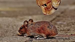 Karena kandungan asam yang cara mengusir tikus dengan merica sangat sederhana. 9 Cara Mengusir Tikus Dan Curut Di Rumah Plafon Dan Mobil Yang Membandel