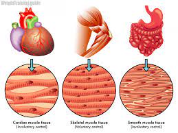 Muscle Structure And The Three Types Of Muscle Fiber Weighttraining Guide Tissue Types Types Of Muscles Tissue Biology