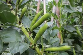 Check spelling or type a new query. Broad Beans Pod Easy Edible Gardening