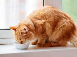 Symptoms Of Kidney Failure In Cats Huntersville Vet Lakecross Veterinary Hospital