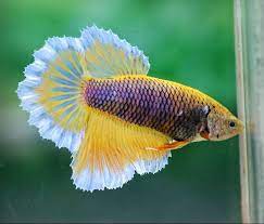 Well, as a ornamental freshwater fish lovers, i'm sure that you were familiar with betta fish. Purple Gas Female Betta Betta Fish Betta Fish Tank