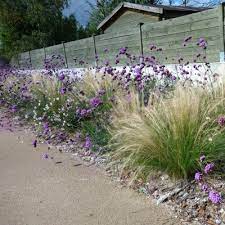 Une rocaille ensoleillée est idéeale pour cultiver de petites plantes de terrains secs. Kit Plantes Vivaces Terrain Sec Vente En Ligne De Plants De Kit Plantes Vivaces Terrain Sec Pas Cher Leaderplant