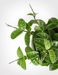 Hoya Carnosa Krinkle 8 Plants Plants That Like Shade Plant Leaves