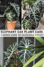 Elephant Ear Plant Care Guide Growing Colocasia Alocasia And More Plants Elephant Ear Plant Plant Care
