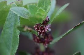 Image result for Bergia capensis