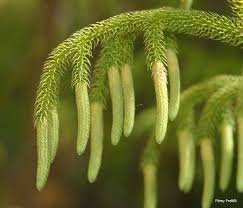 Image result for Lycopodiella caroliniana