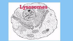 Cell Basics Lysomes What Are The Properties Of A Lysosome Lysosomes Are Organelles Found Inside Plant And A Plant And Animal Cells Cell Organelles Organelles