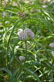 Asclepias Fascicularis California Flora Nursery Asclepias Shade Plants White Gardens
