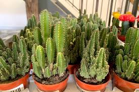 Can i give you a kiss? 15 Plant Delivery And Pickup Options In Toronto