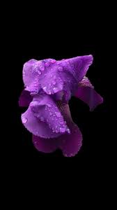 Pin On Flowers Wallpapers