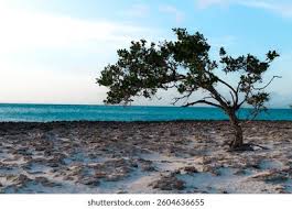 Image result for Libidibia coriaria