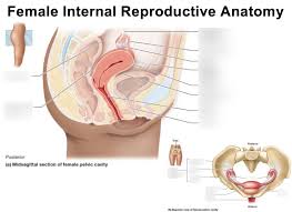 Female internal medicine doctors in salt lake city on yp.com. Female Internal Reproductive Anatomy Diagram Quizlet
