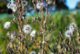 Image result for Lactuca indica