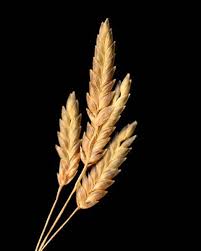 Image result for Eragrostis congesta