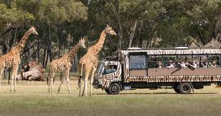 Come to taronga western plains zoo to see the large wildlife that need more space than the sydney site located near the town of dubbo, you can see african lions, tigers, elephants, rhinoceros, and. Savannah Safari Taronga Conservation Society Australia