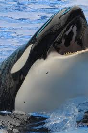 Pin On Animal That Possess Great Spiritual Power