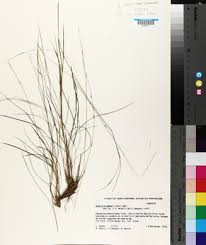 Image result for Setaria pseudaristata