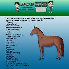 verschiedene fragen zu dem thema pferde hauspferd vollblutpferd warmblutpferd kaltblutpferd pony wallach pferdesportarten kor hauspferd klassenarbeiten pferde