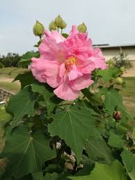 Image result for Hibiscus mutabilis