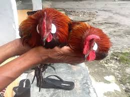 Pusat Pelestari Ayam Hutan Merah Sumatera Home Facebook