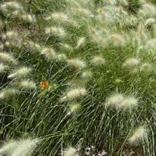 Image result for Sporobolus spicatus