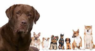 It's a large dog breed at about 22 to 24 inches tall, weighing between 60 to 80 pounds. Labrador Retriever Mix Which One Is Right For You