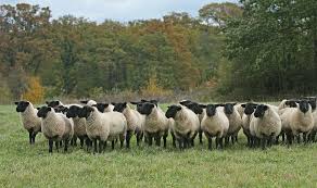 Pentru el, societatea a încasat timp de 3 luni o subvenție de câte 1038. Idei De Afaceri Cele Mai Bune Rase De Oi De Carne Pe Care Le Putem Creste In Romania Stiriagricole Ro