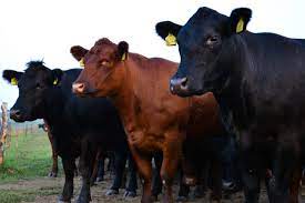 Principalele rase care au participat la. Ferma Bacania Boiereasca Suceava