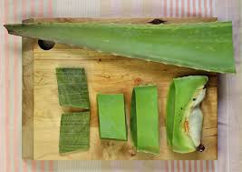 Viele Tipps Und Tricks Fur Den Umgang Mit Einem Aloe Vera Blatt Hautpflege Und Essen Aloe Vera Blatter Aloe Vera Tipps Und Tricks