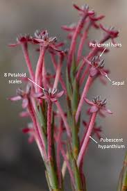 Image result for Struthiola