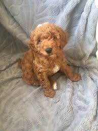 Love this breed for its fun loving ! Toy Red Cavapoo Puppies