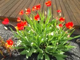 Future Plants By Randy Stewart Edgeworthia Plants Rhizome Horticulture