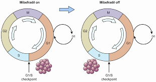 Image result for Mibefradil