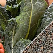 Image result for Calostephane