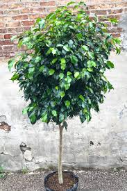 Image result for Ficus demeusei