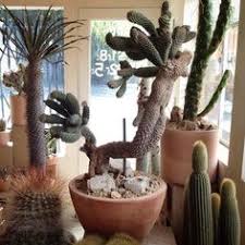 Impressive blooms from a little cactus. Danijel Simunic Danijelsimunic Profile Pinterest