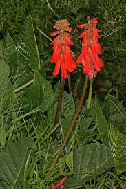 Image result for Erythrina zeyheri