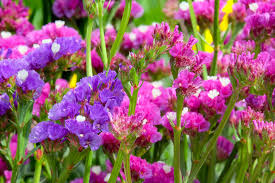 Image result for Limonium