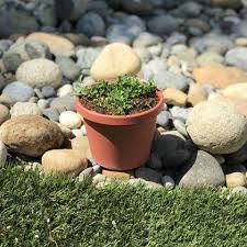 Image result for Lippia