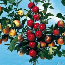 Apfel, grüner apfel, baum, apfelbaum, garten, obst, grün, gesund, frischer apfel, reif, reifer apfel, reife frucht, ernte, produzieren, organisch, frisches erzeugnis, fotos Apfel Drilling Familienapfelbaum Malus Drillingsapfel Familienapfelbaum Apfel Garten Schluter
