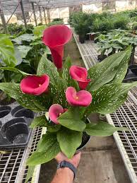 Image result for Zantedeschia