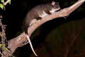 Western Ringtail Possum
