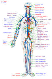 Medial pectoral, lateral pectoral, intercostal, subcostal, phrenic, vagus, pelvic splanchnic. File Circulatory System En Svg Wikimedia Commons