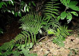 Image result for Pteris similis