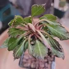 Image result for Monadenium discoideum