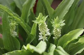Image result for Eucomis zambesiaca
